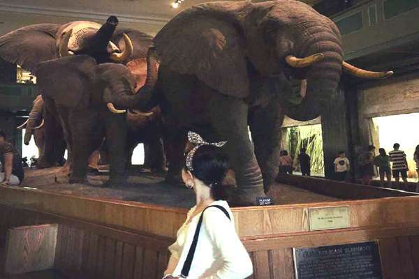 Museum of Natural History